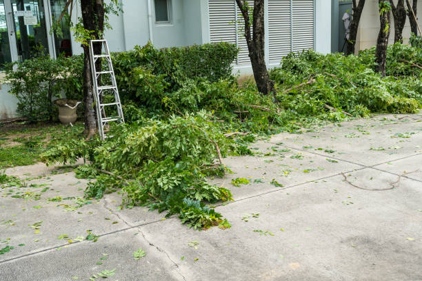 Reliable South Salt Lake, UT Tree Services Solutions
