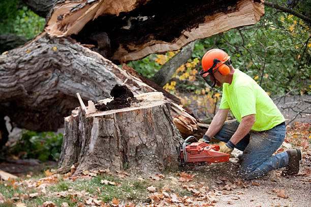 Best Tree and Shrub Care  in Soh Salt Lake, UT